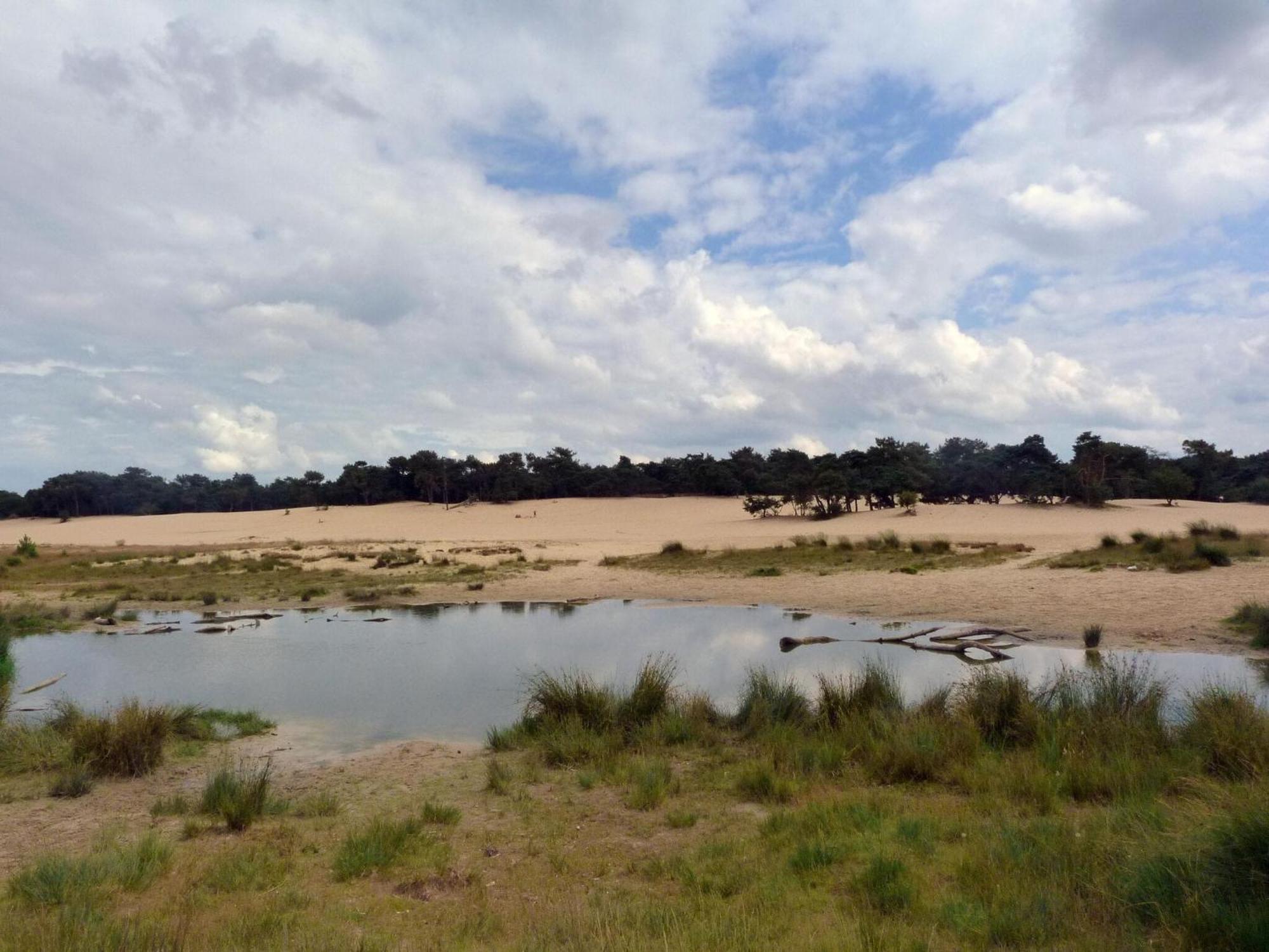 Chalet Near The Loonse And Drunense Duinen Udenhout Eksteriør billede